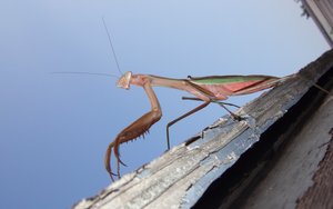 Qdrant